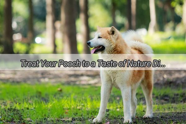 Treat Your Pooch to a Taste of Nature Discover the Best Fruit FreezeDried Delights for Dogs